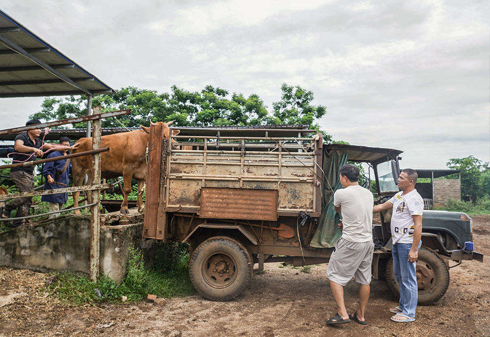 2023年7月，在那雅村黄牛养殖合作社里，黄克秀（左二）和黄照标（右二）把黄牛牵上买家的车