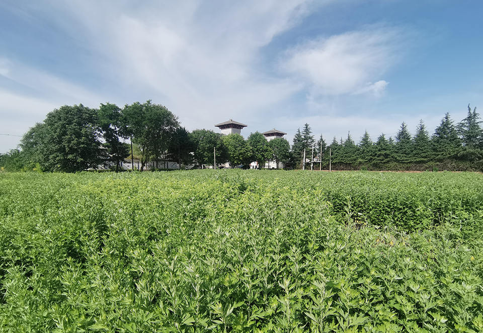 张鳌坡村艾草种植基地